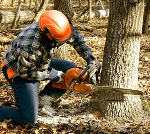 Tree Removal in Tioga, TX
